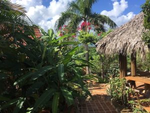 Casita Palm Walkway