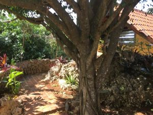 Casita Ficus Entrance